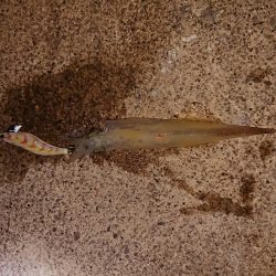 今期最高でした